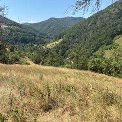 Dichter Wald und Berge auf der anderen Seite der Strasse