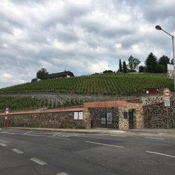 Die Weinberge von Prag in Troja