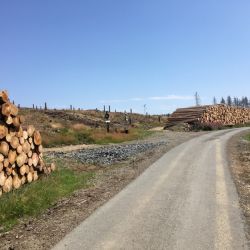 Unmengen an Holz lagert den Weg entlang ...