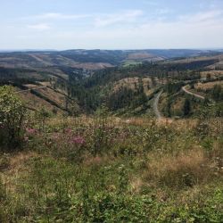 Borkenkäfer und Klimawandel machen dem Thüringer Wald sehr zu schaffen
