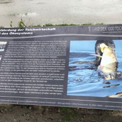 Der Kormoran, der Alptraum eines jeden Teichwirts