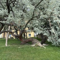 Die Schmalblättrige Ölweide, ein uralter Baum
