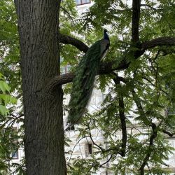 Der Schloßpfau