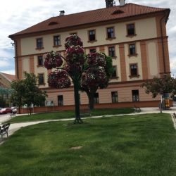 Sušice blüht auf