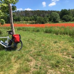 Roter Mohn
