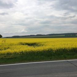 Rapsfelder ohne Ende
