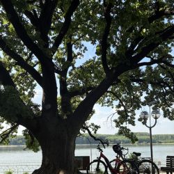 Wieder eine dicke Eiche im Park von Silistra
