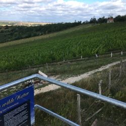 ... und Weinbau