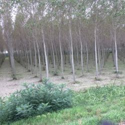 Da es hier keinen richtigen Wald gibt, wird das Holz zum Heizen in Kulturen angepflanzt