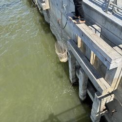 Einen dicken Fisch an der Angel