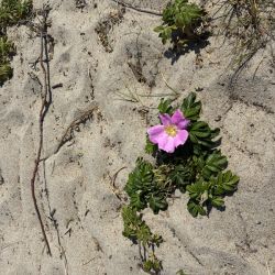 Eine Rose im Sand der Düne