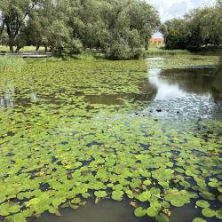 Spaziergang im Park