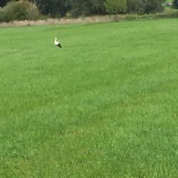 Storch...