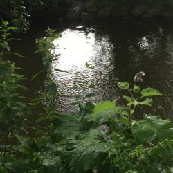 Biber im Wasser