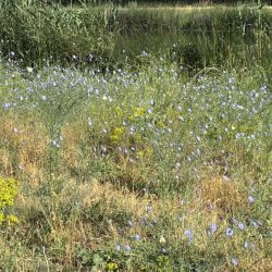 Blumen und Schmetterlinge