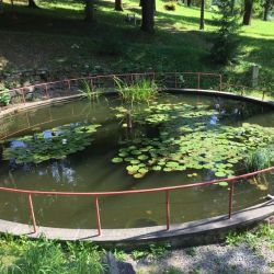 Der Seerosenteich