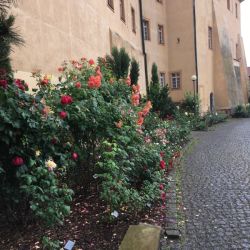 Rosengarten mit lauter verschiedenen Rosenarten